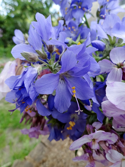 DSC00792 (525x700, 382Kb)