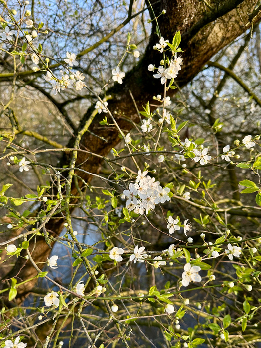 IMG_8641 (524x700, 621Kb)