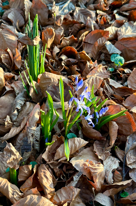 IMG_8649 (462x700, 532Kb)