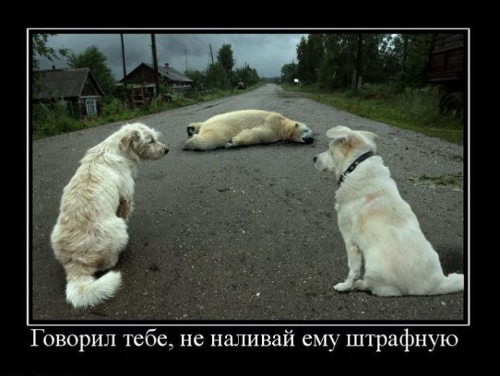4743317_demotivatory_36 (700x527, 67Kb)