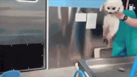 4743317_1638534038_gifs_22 (447x250, 4890Kb)