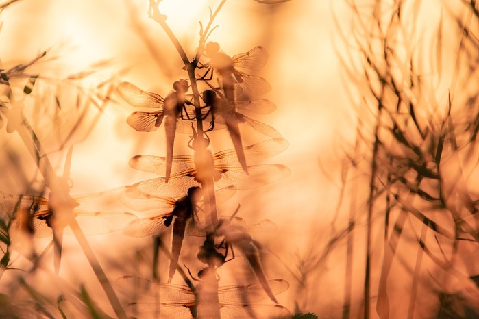 4702950_zagruzka_32_1742388398 (700x466, 77Kb)