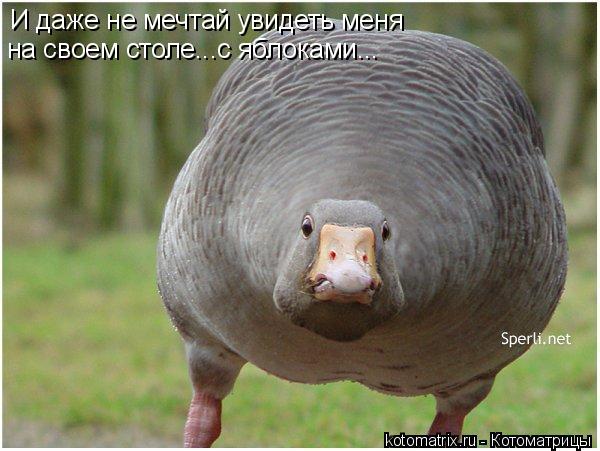 4743317_74 (600x451, 47Kb)