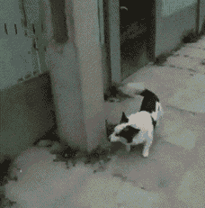 4743317_1638534022_gifs_16 (228x231, 1823Kb)