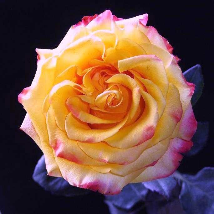 0 (684x683, 76Kb)
