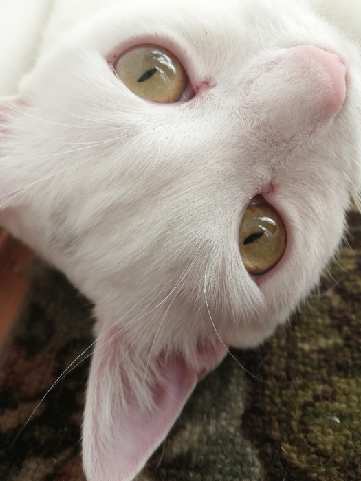 IMG_20220529_175133 (525x700, 329Kb)