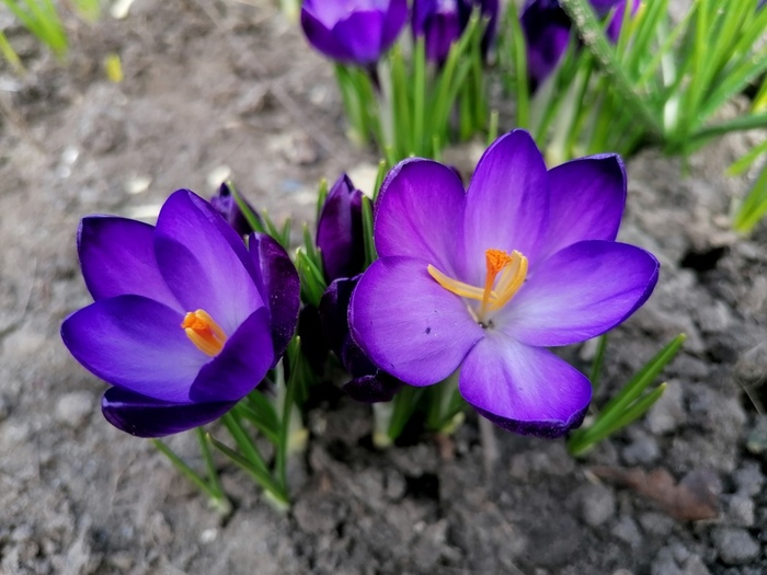 IMG_20240316_115753 (700x525, 129Kb)