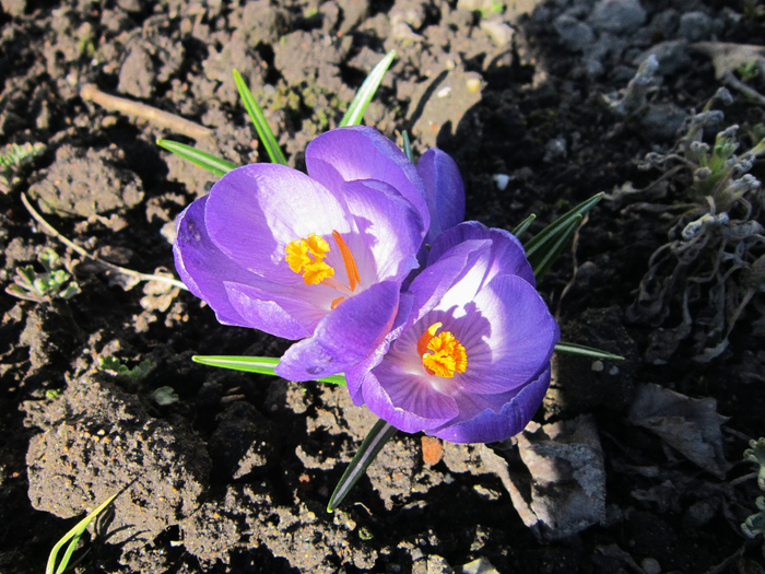 IMG_1797-0 (700x525, 534Kb)