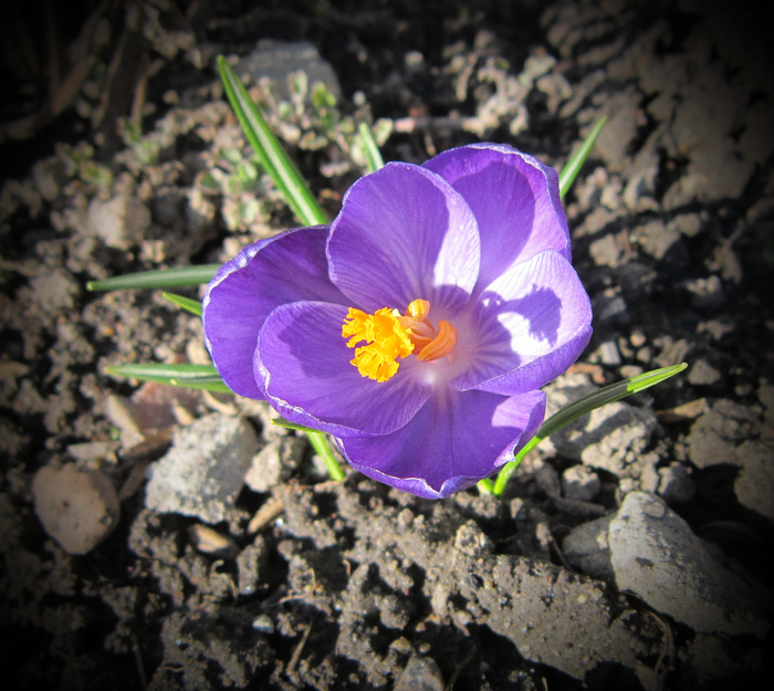 IMG_1800-0 (700x625, 522Kb)