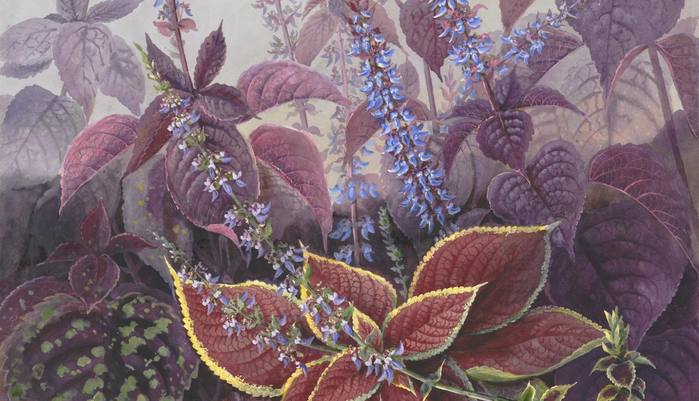 collection-picture-plant-papua-new-guinea-rowan-nla-obj-138734410 (700x401, 352Kb)