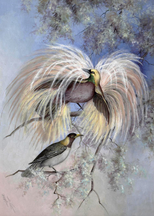 Marian Ellis Rowan (Australian, 1848-1922)Birds of Paradise (500x700, 405Kb)