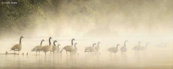 453508374_8044319442255368_7459104983195242640_n (600x240, 64Kb)