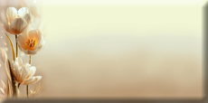 5539794_solntulp (230x114, 13Kb)