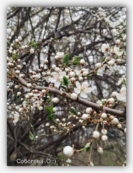 IMG_20250417_124543 (539x700, 455Kb)
