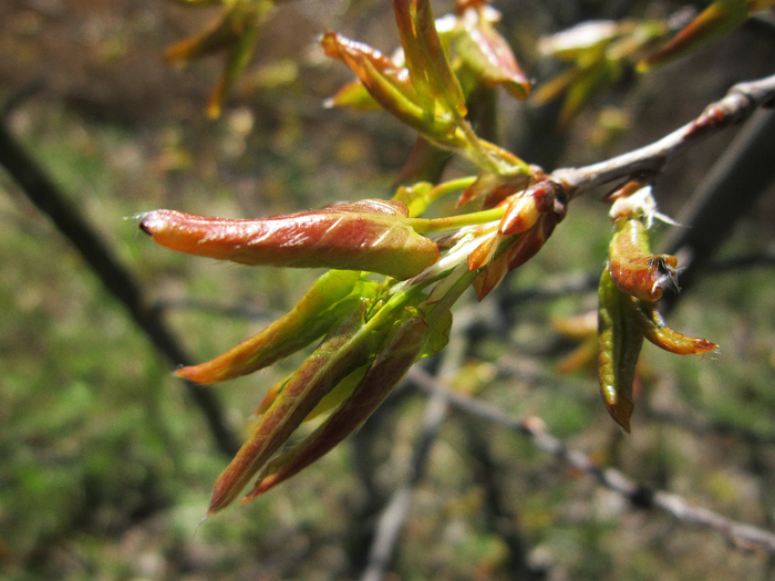 IMG_0212-0 (700x525, 419Kb)