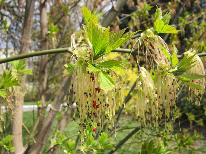 IMG_2607-01 (700x525, 524Kb)