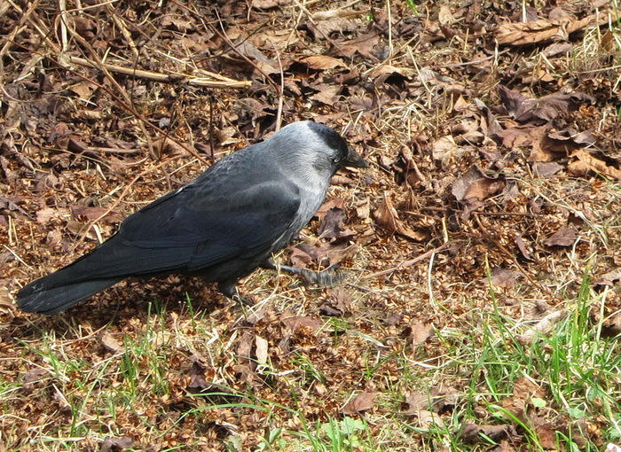 IMG_6355-01 (700x510, 249Kb)