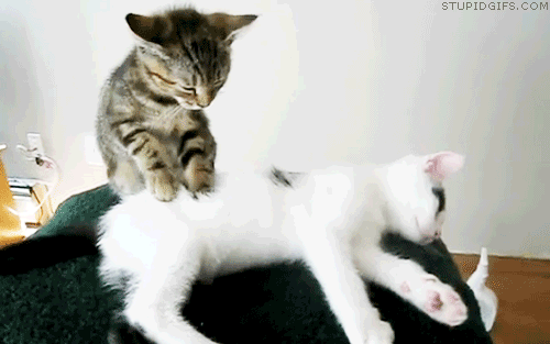 4743317_164080493_original__6_ (500x313, 428Kb)