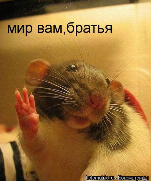 4743317_el (583x700, 57Kb)