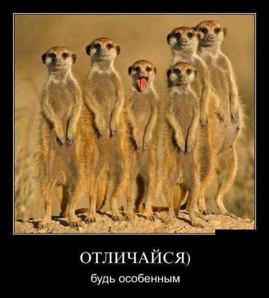 4743317_1442440362_24 (550x609, 42Kb)
