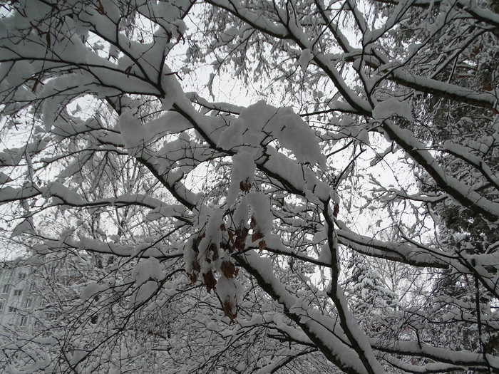 DSC00100 (700x525, 490Kb)
