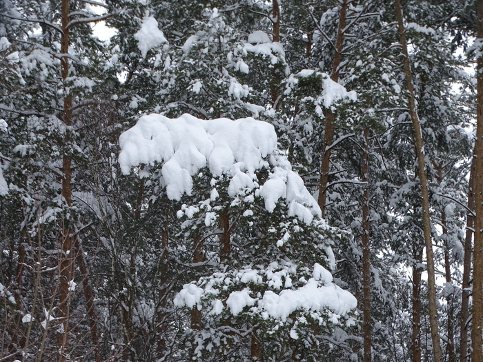 DSC00112 (700x525, 563Kb)