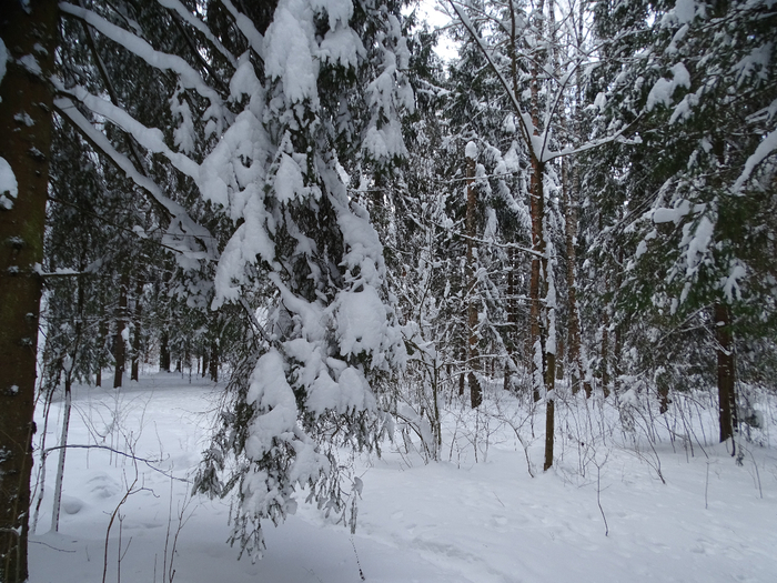 DSC00124 (700x525, 476Kb)