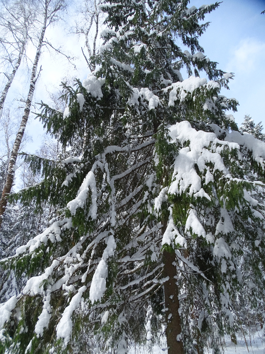 DSC00130 (525x700, 559Kb)