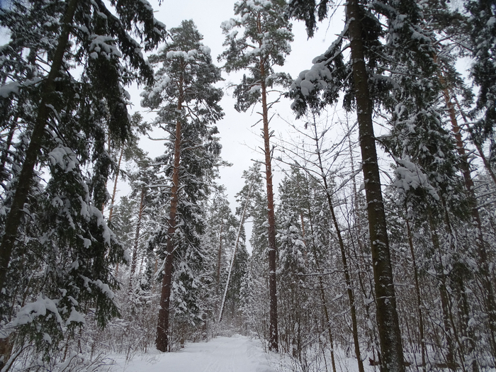 DSC00146 (700x525, 530Kb)