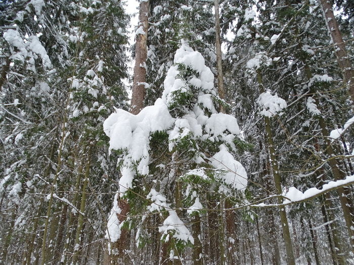 DSC00154 (700x525, 567Kb)