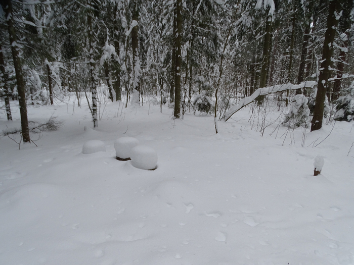 DSC00157 (700x525, 352Kb)