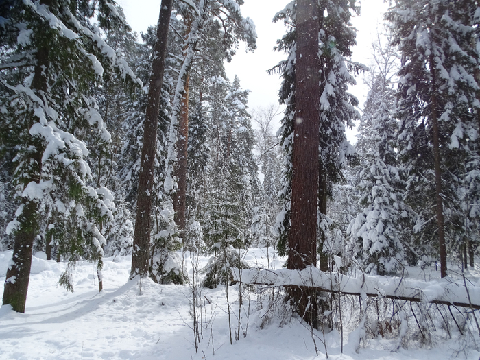 DSC00163 (700x525, 507Kb)