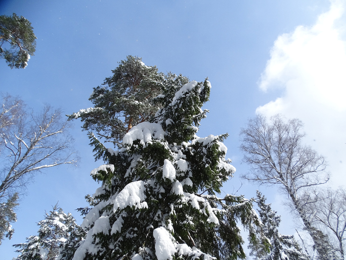 DSC00171 (700x525, 432Kb)