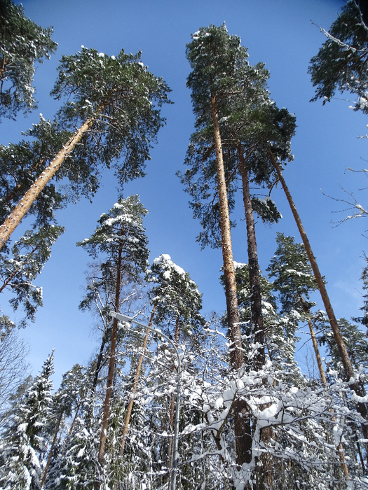 DSC00175 (525x700, 585Kb)