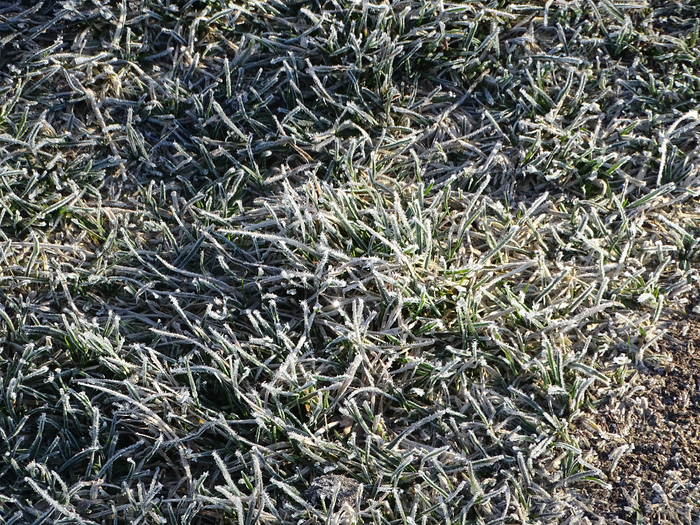 DSC00206 (700x525, 660Kb)