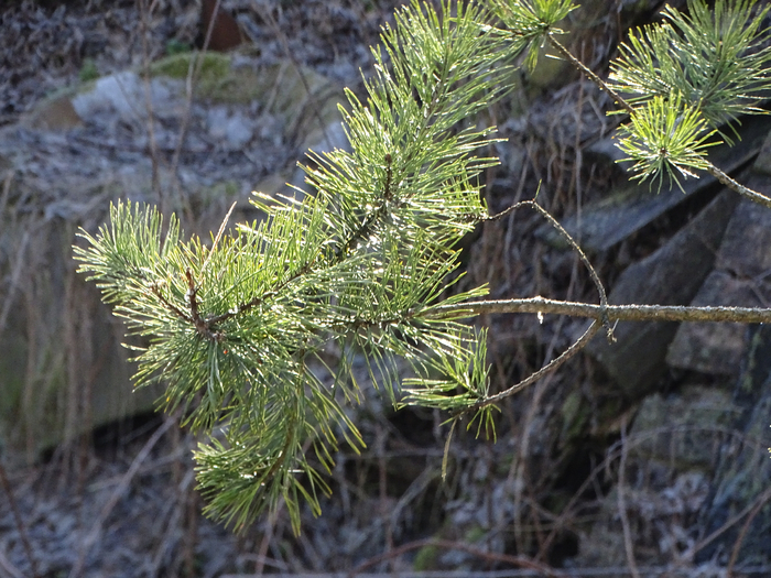 DSC00210 (700x525, 505Kb)