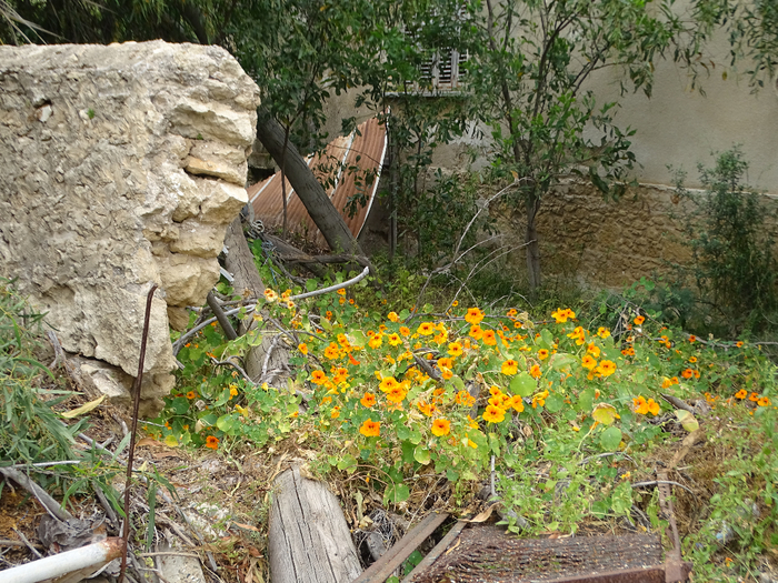 DSC00087 (700x525, 604Kb)