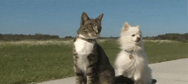 4743317_164017137_original (628x280, 1983Kb)