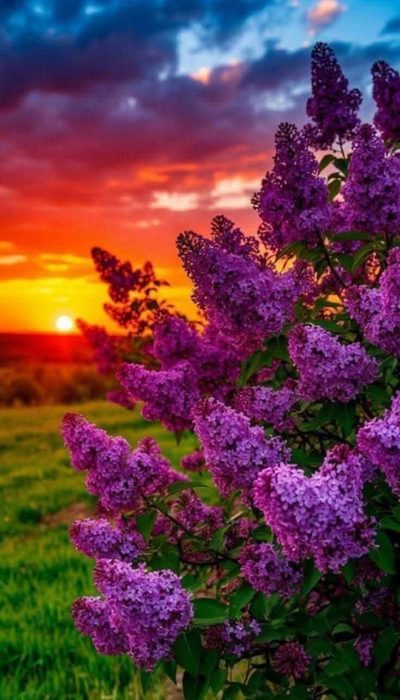 IMG_20250426_074333 (400x700, 59Kb)