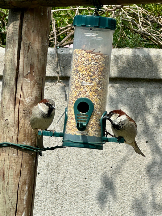 IMG_9014 (525x700, 542Kb)