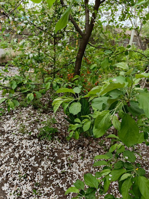 IMG_20250426_072355_092 (525x700, 647Kb)