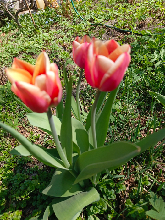 IMG_20250419_123044_279 (525x700, 596Kb)