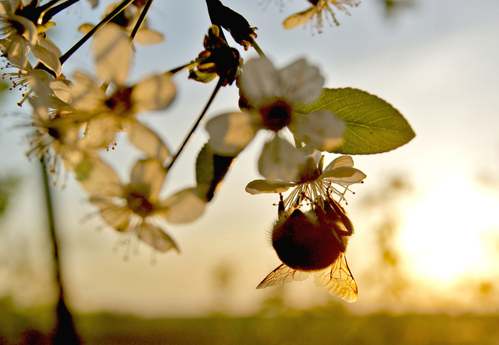 DSC04361 (700x483, 383Kb)