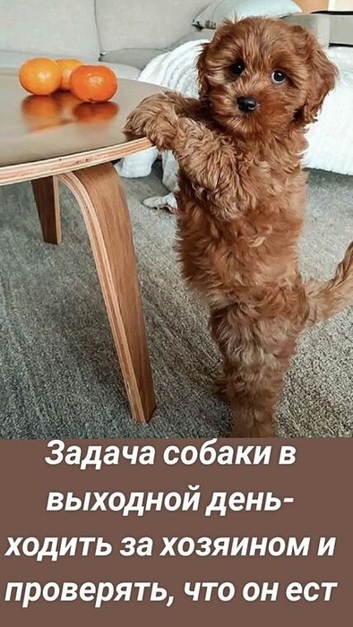 3020364520 (394x700, 81Kb)