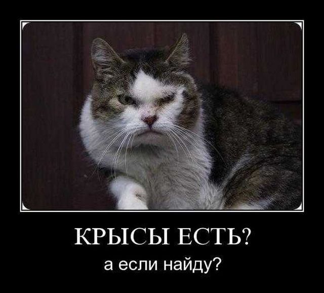 4743317_demotivatory_22 (640x578, 45Kb)