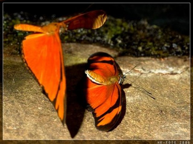 4743317_1141900139_27_2_6_Zoo_06 (640x480, 60Kb)