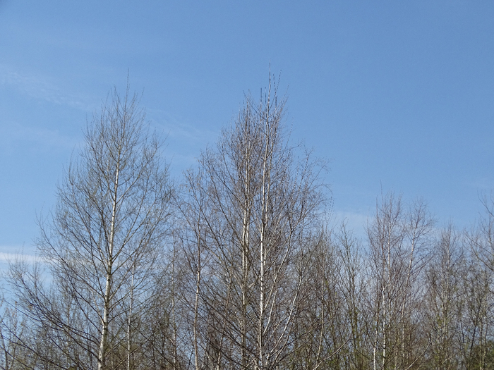 DSC00006 (700x525, 442Kb)
