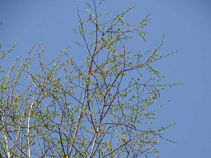 DSC00012 (700x525, 533Kb)