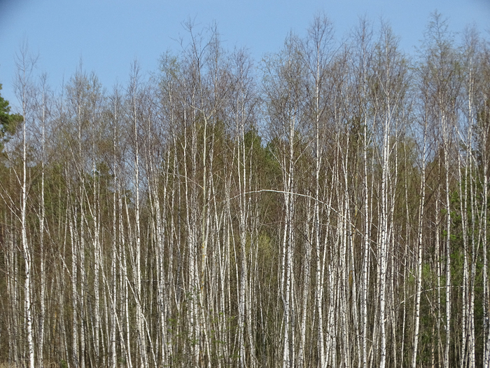 DSC00016 (700x525, 523Kb)