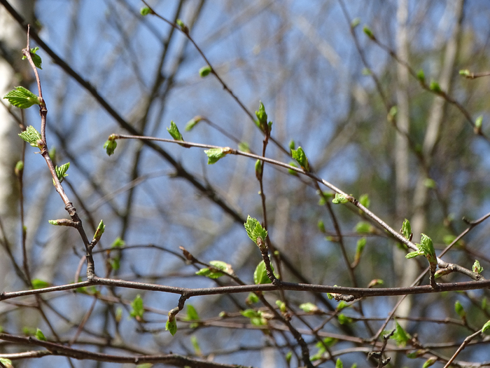 DSC00018 (700x525, 407Kb)